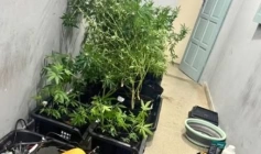 Pés de maconha apreendidos pela polícia militar no município de Campina Grande 