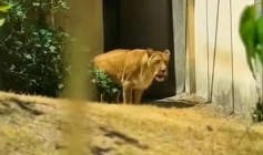 Leona no recinto da Bica