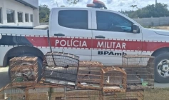 Aves silvestres apreendidas pela Batalhão Ambiental no município de Lucena 