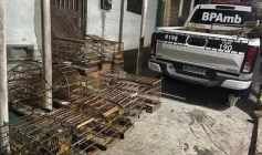 Aves silvestres apreendidas pelo Batalhão de Polícia Ambiental em Lagoa Seca 