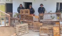 Aves silvestres apreendidas pela Batalhão Ambiental no município de Santana dos Garrotes 