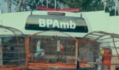 Aves Silvestes e arma de fogo apreendidas pela polícia militar em Juarez Távora 