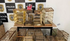 Aves apreendidas pela PM na cidade de Pombal