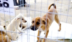 Força-tarefa resgata 90 animais e intensifica ações contra maus-tratos