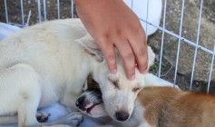 Saúde do Estado promove “Dezembro Verde de Educação, Cuidados e Adoção Animal”, neste sábado (13), em João Pessoa