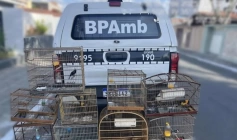 Aves silvestres apreendidas pela polícia militar em Montadas 