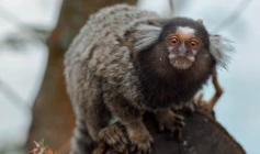 Riscos e cuidados em casos de acidentes com animais silvestres