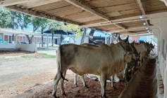 Atualização cadastral das criações de animais