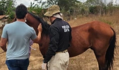 Cavalo que quase provocou um acidente