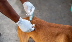 Vigilância Ambiental de Aparecida intensifica ações em 2025 e reforça cuidado com saúde pública e meio ambiente