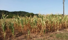 Reconhecimento federal de situação de emergência por causa da estiagem