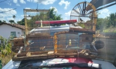 Aves e Armas de fogo apreendidas pela polícia militar em Itapororoca 