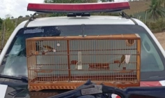 Arma de fogo e ave silvestre apreendidas no município de Itapororoca 