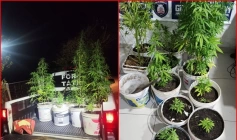 Apreensão de 11 pés de maconha e aproximadamente 3 kg da droga