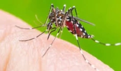 Boletim epidemiológico das arboviroses na Paraíba