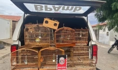 Aves silvestres apreendidas pelo Batalhão de Polícia Ambiental em Brejo do Cruz 