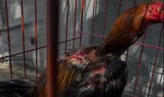 Polícia militar realiza prisão por prática de rinha de galos na Paraíba 