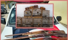 Aves e armas apreendidas em ação do Batalhão Ambiental em Itapororoca 