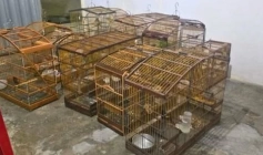 Polícia Militar Ambiental prende homem por manter animais silvestres em cativeiro ilegal