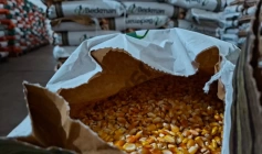 Sementes de milho distribuidas pelo Governo da Paraíba 