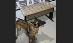 Drogas apreendidas em ação da Polícia Militar