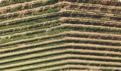 Plantações de Uvas 