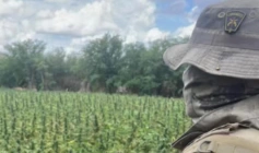 Erradicação de 72 mil pés de maconha