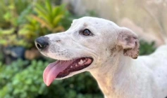 Dia D de Cuidados para pets idosos