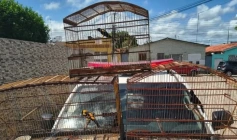 Aves silvestres e arma de fogo apreendidas em ação da Polícia Militar em Mamanguape 