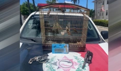 Aves, armas e munições apreendidas em ação da PM