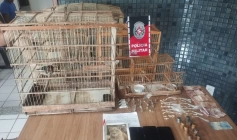 Aves Silvestres e drogas apreendidas pela ROTAM em Sousa 