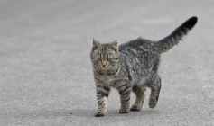 Castração de cães e gatos em João Pessoa