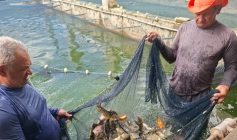 Novas espécies de alevinos na Paraíba