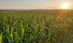 PIB da agropecuária cresce 11,7% e impulsiona resultado da economia em 2025