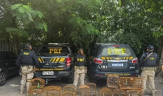 Resgate de 245 animais silvestres na Paraíba