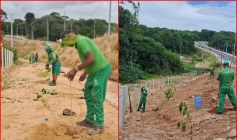 Plantio de três mil mudas