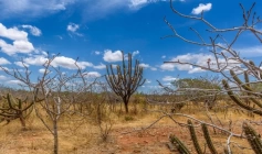 Operação Caatinga Resiste