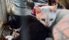 Dia Nacional dos Animais