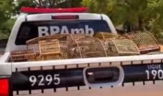 Aves silvestres apreendidas pela Polícia Militar em Nazarezinho 
