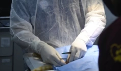 Avaliação clínica e exames em animais