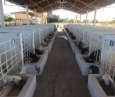 Produção de caprinos e ovinos