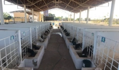 Produção de caprinos e ovinos