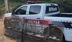 Polícia Militar flagra crime ambiental e apreende armas na Paraíba 