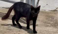 Felinos no entorno do Hospital Metropolitano, em Santa Rita