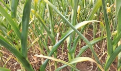 Reconhecimento federal de situação de emergência