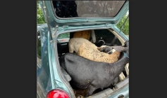 Recuperação de sete caprinos furtados