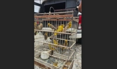 Operação Quatro Patas