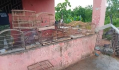 Aves silvestres apreendidas pela Polícia Militar em Condado 