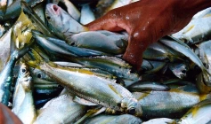 Pagamento do seguro-defeso