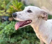 Dia D de combate aos maus-tratos contra animais